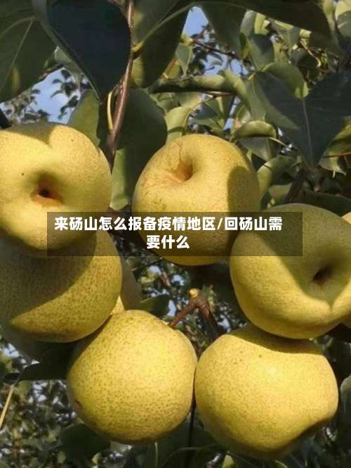 来砀山怎么报备疫情地区/回砀山需要什么-第1张图片