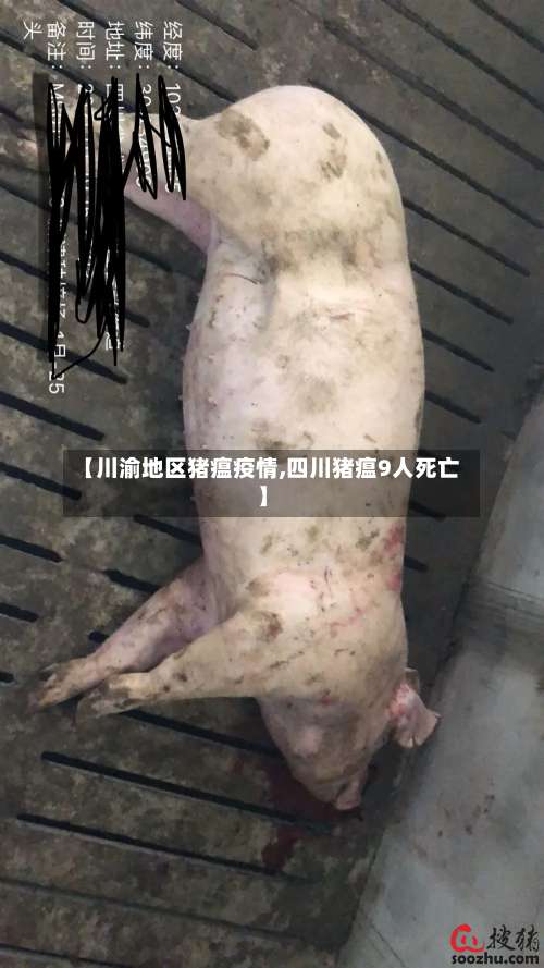 【川渝地区猪瘟疫情,四川猪瘟9人死亡】-第2张图片