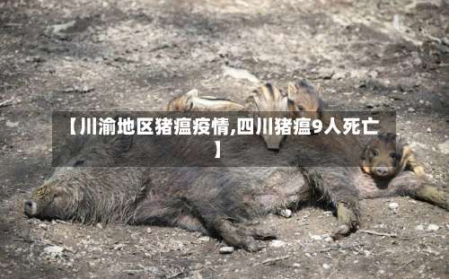 【川渝地区猪瘟疫情,四川猪瘟9人死亡】-第1张图片