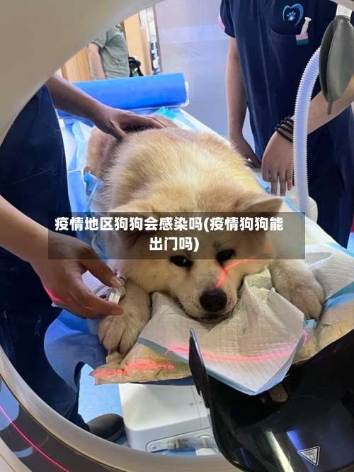 疫情地区狗狗会感染吗(疫情狗狗能出门吗)-第2张图片
