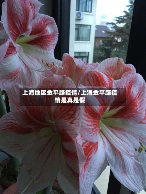 上海地区金平路疫情/上海金平路疫情是真是假-第1张图片