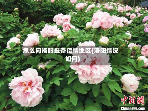 怎么向洛阳报备疫情地区(洛阳情况如何)-第3张图片