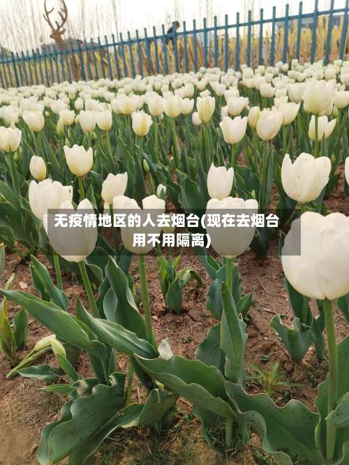 无疫情地区的人去烟台(现在去烟台用不用隔离)-第2张图片